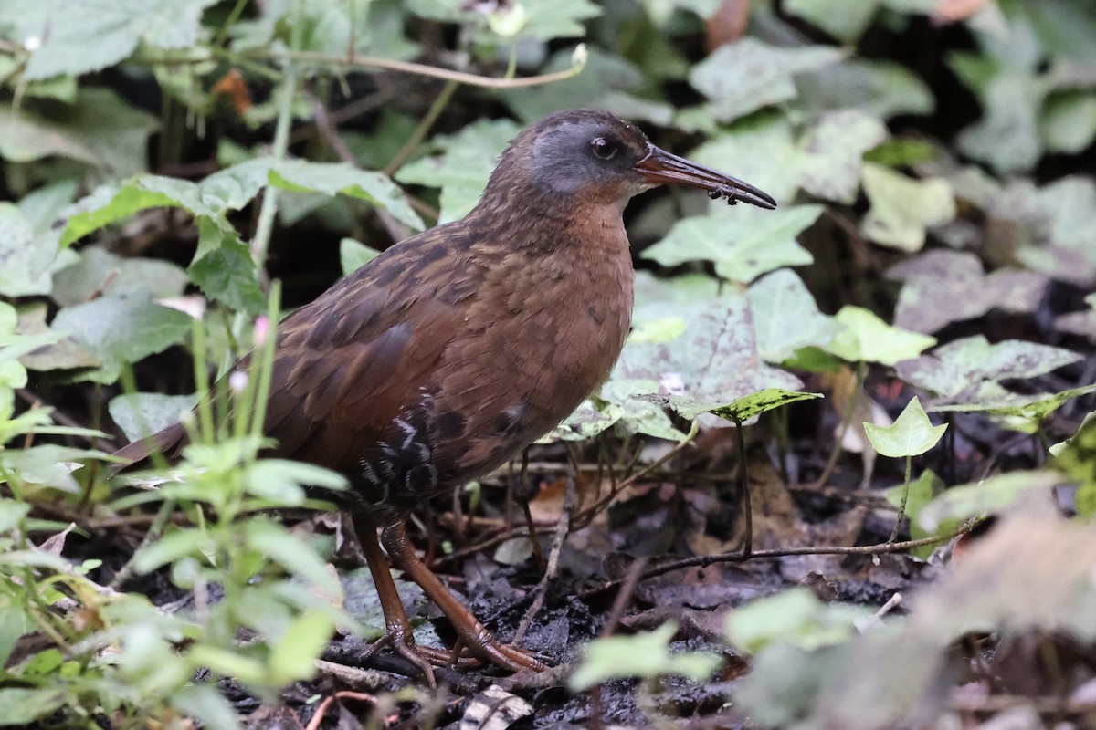 Virginia Rail - ML623960609