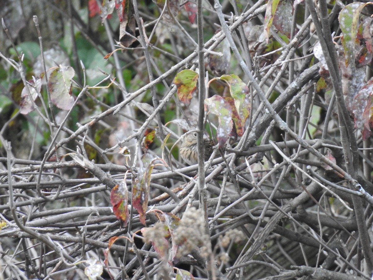 Lincoln's Sparrow - ML623960610