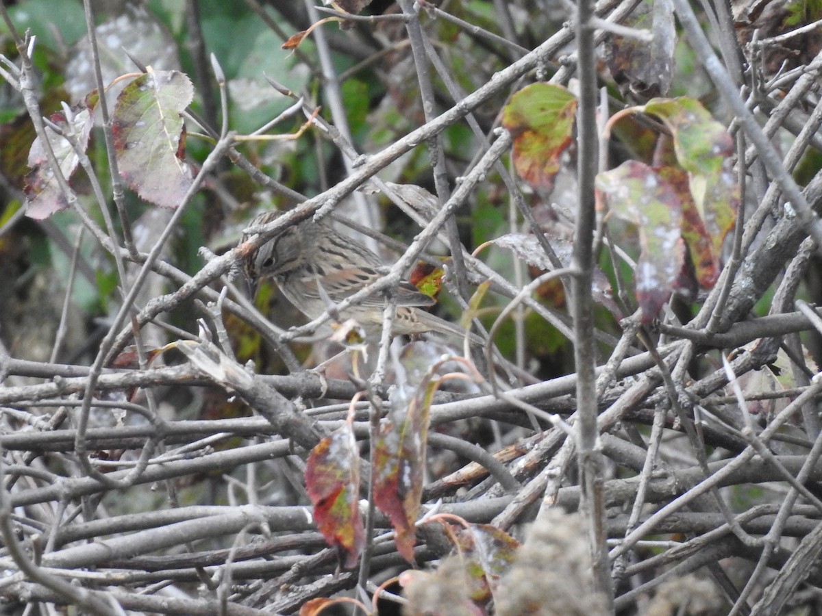 Lincoln's Sparrow - ML623960612