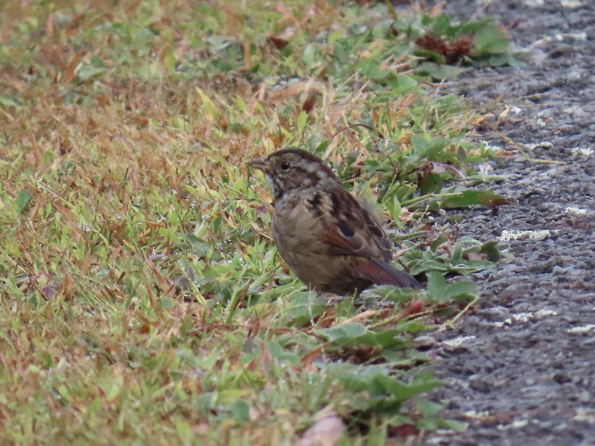 Swamp Sparrow - ML623960613