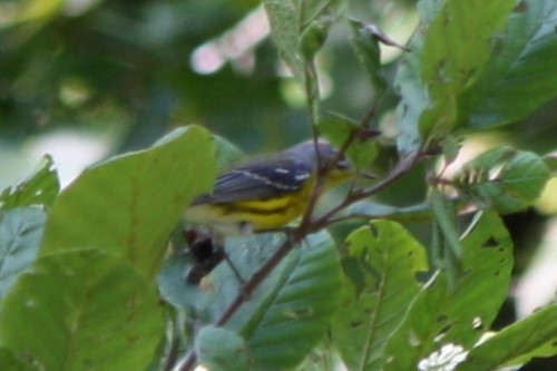 Magnolia Warbler - ML623960617