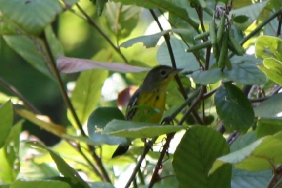 Magnolia Warbler - ML623960618