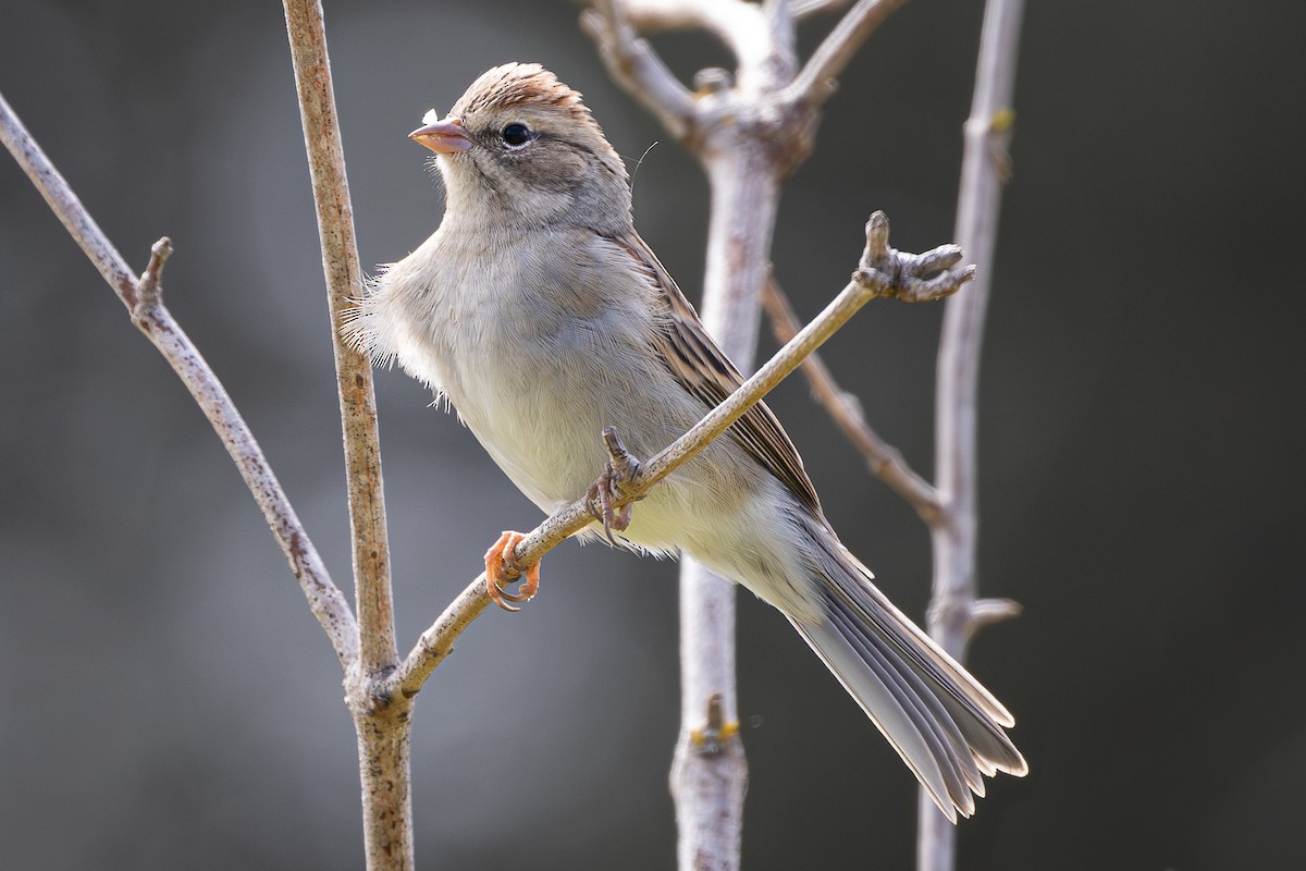 Chipping Sparrow - Max Ferrero