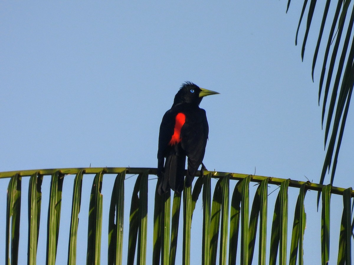 Red-rumped Cacique - ML623960638