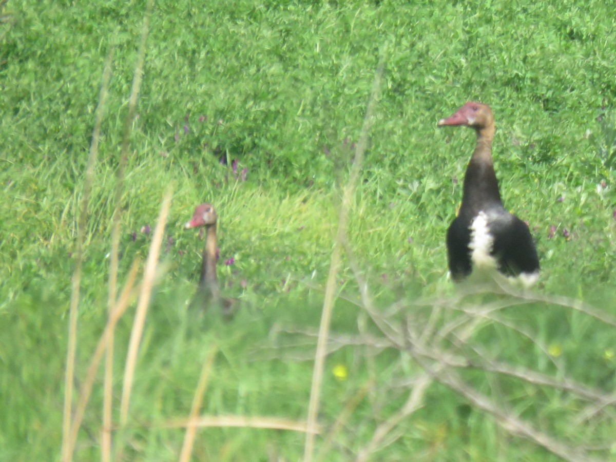 Spur-winged Goose (Southern) - ML623960640