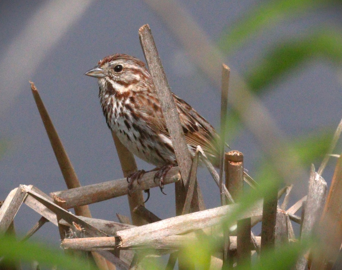 Song Sparrow - ML623960642