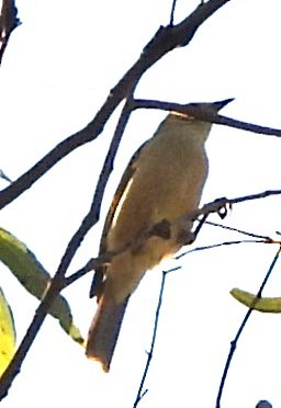 Brown Honeyeater - ML623960646