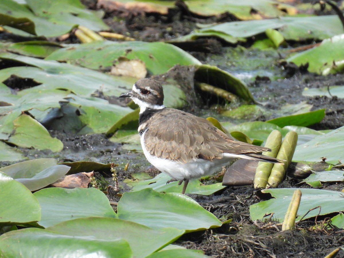 Killdeer - ML623960648