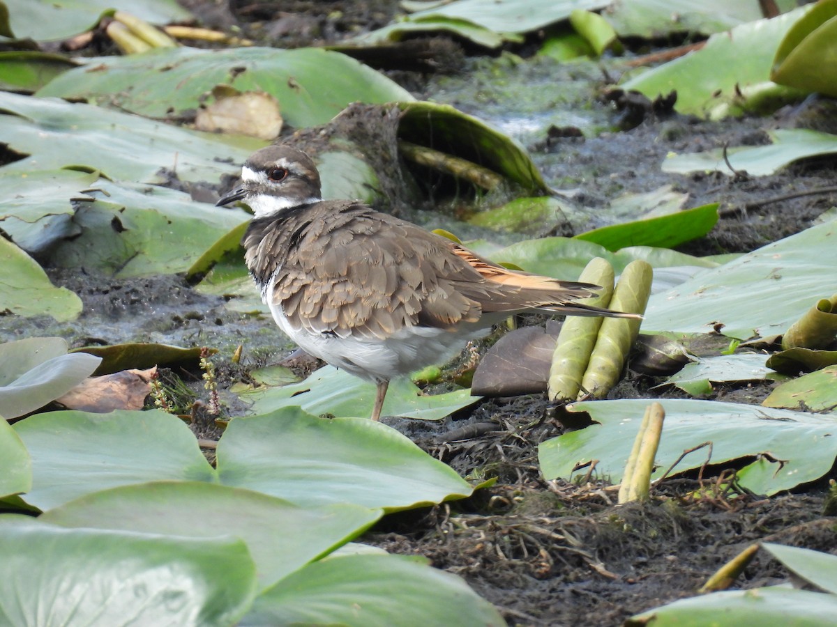 Killdeer - ML623960651