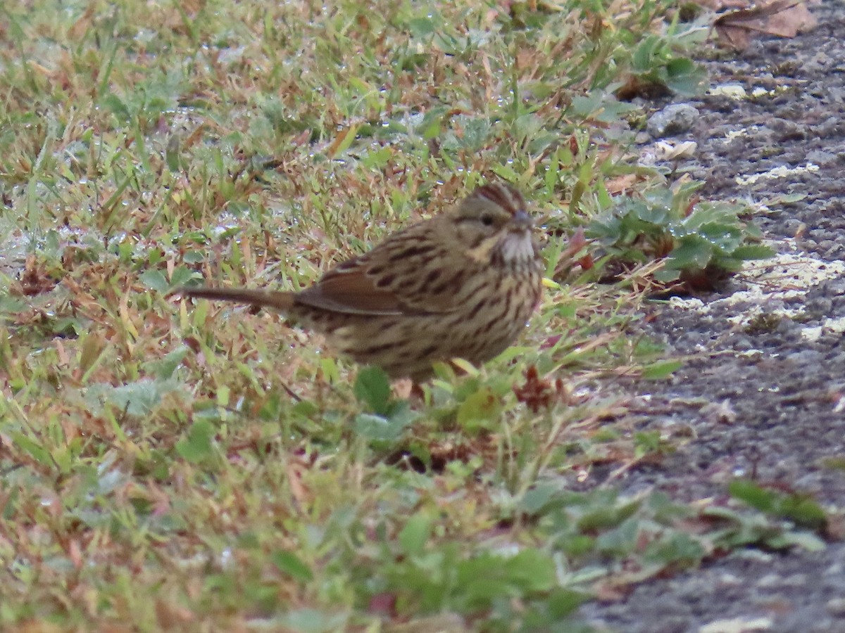 Lincoln's Sparrow - ML623960652