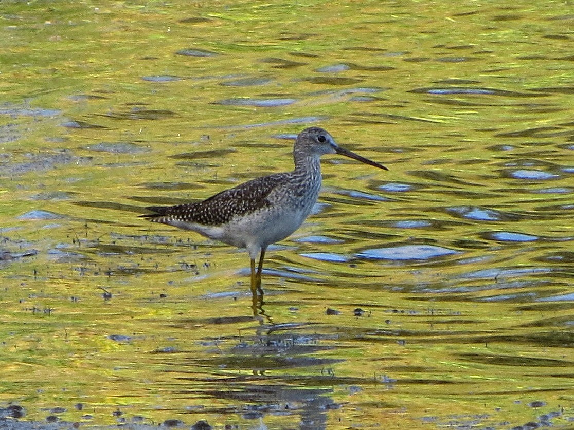 Greater Yellowlegs - ML623960654