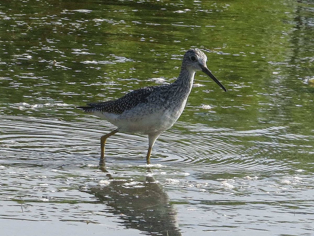 Greater Yellowlegs - ML623960655