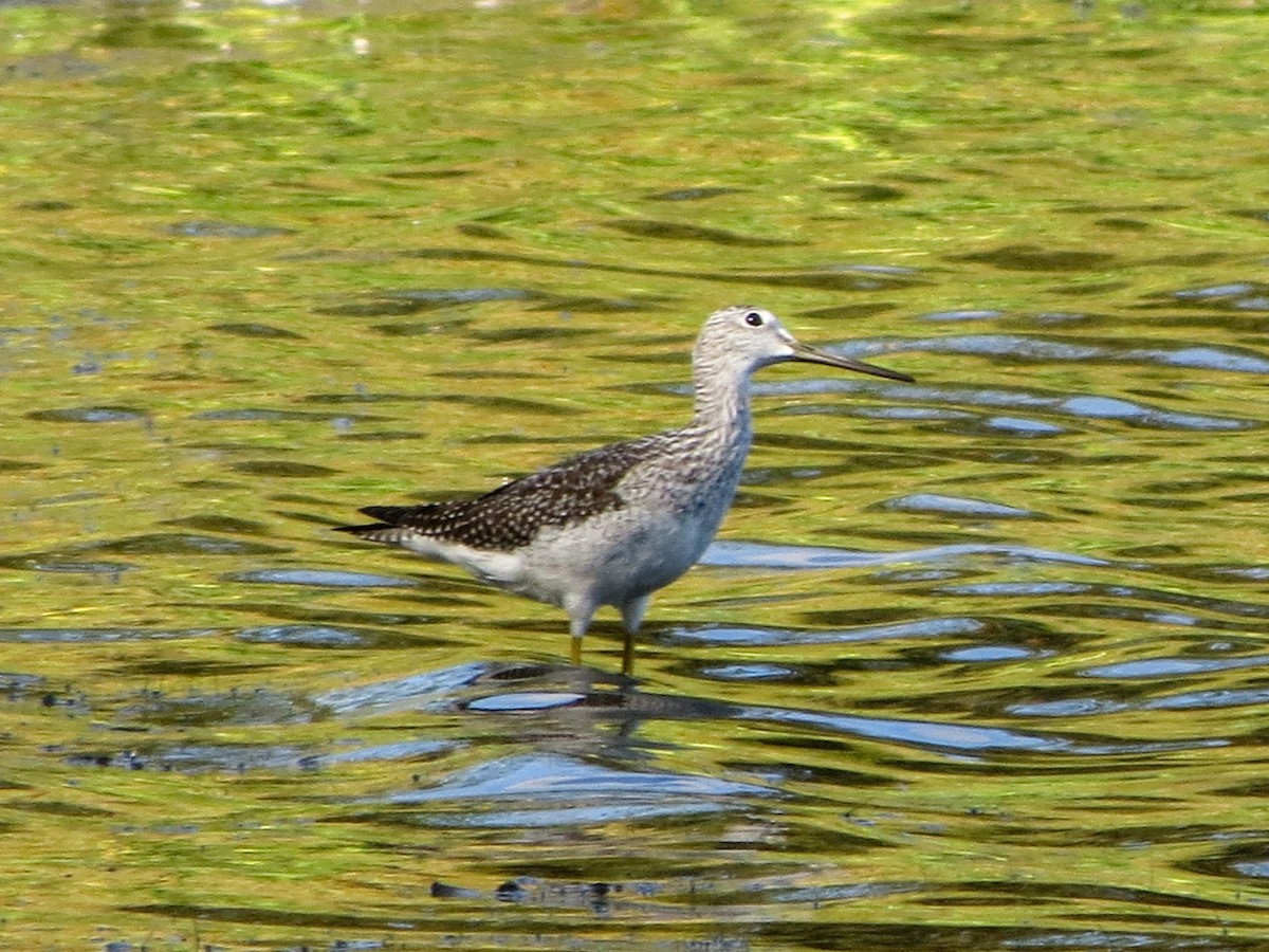 Greater Yellowlegs - ML623960656