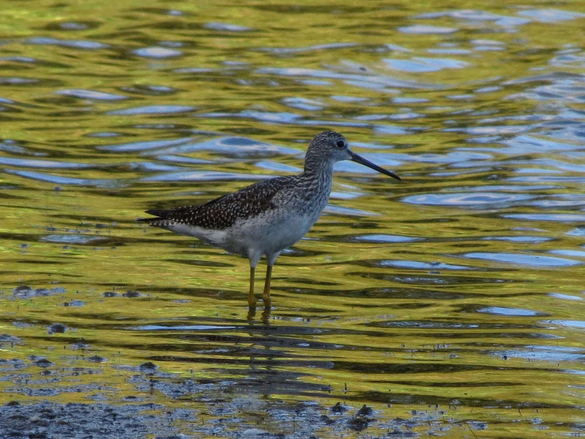 Greater Yellowlegs - ML623960657