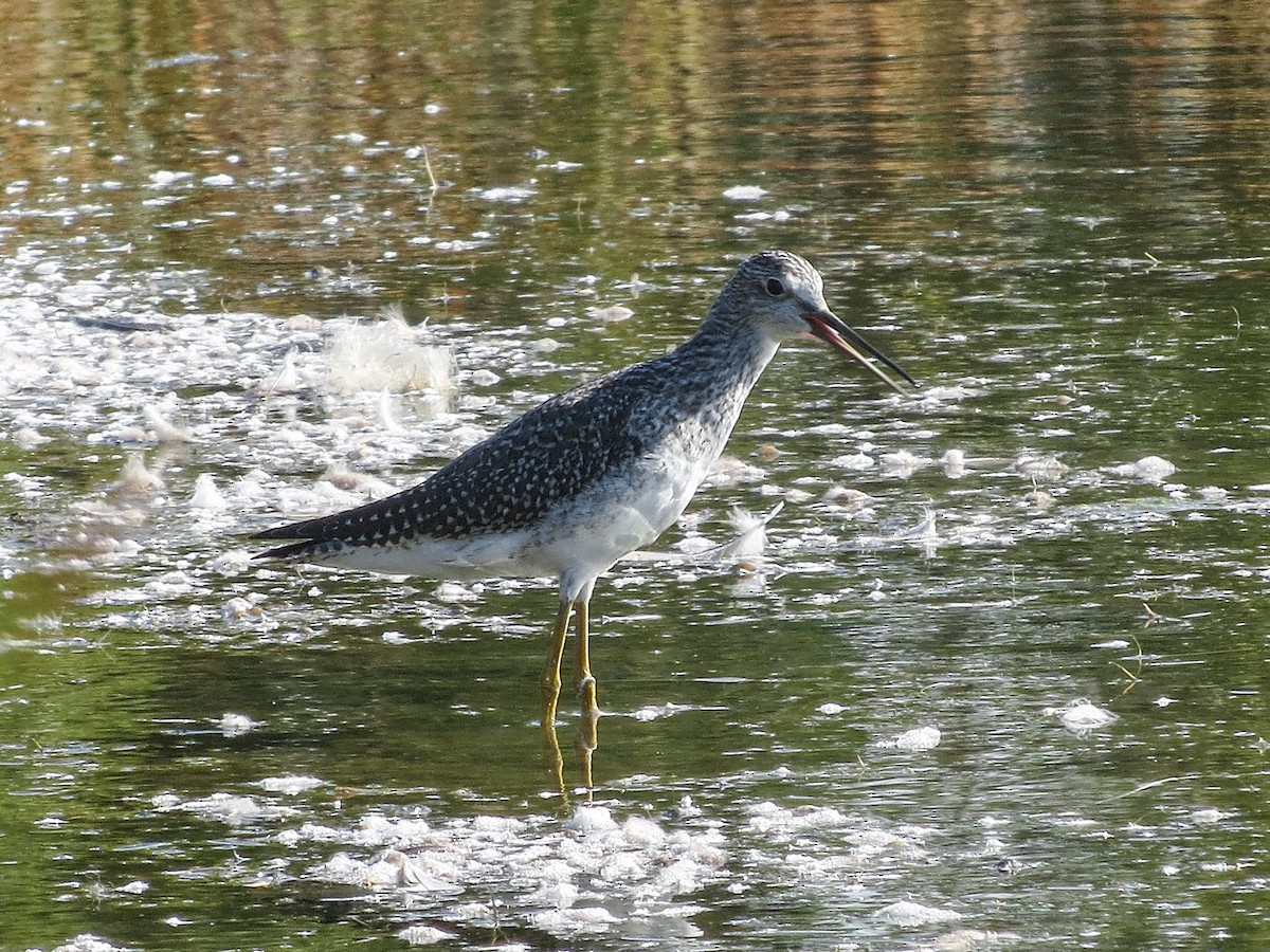 Greater Yellowlegs - ML623960658