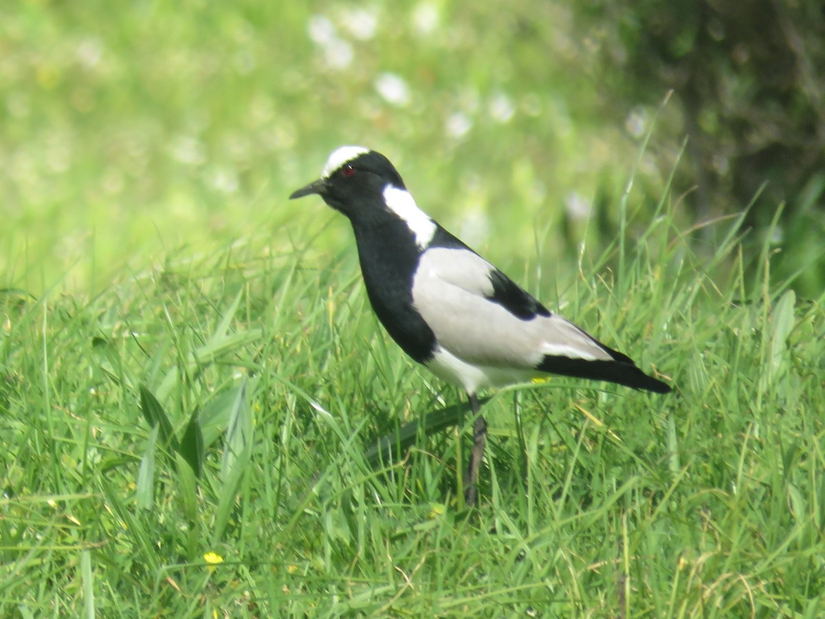 Blacksmith Lapwing - ML623960659