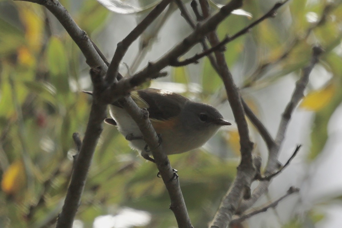 American Redstart - ML623960666