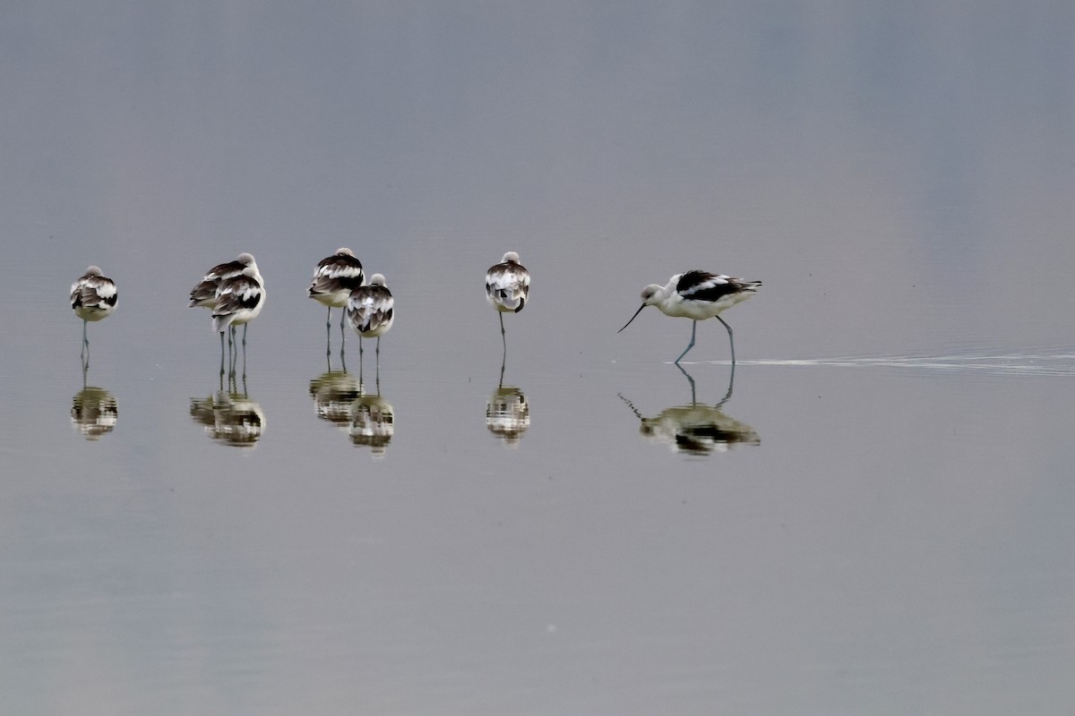 Avocette d'Amérique - ML623960670