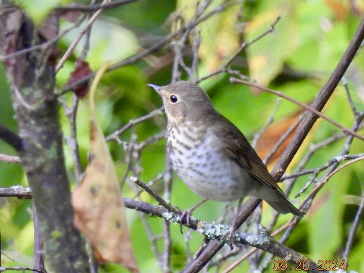 Swainson's Thrush - ML623960674