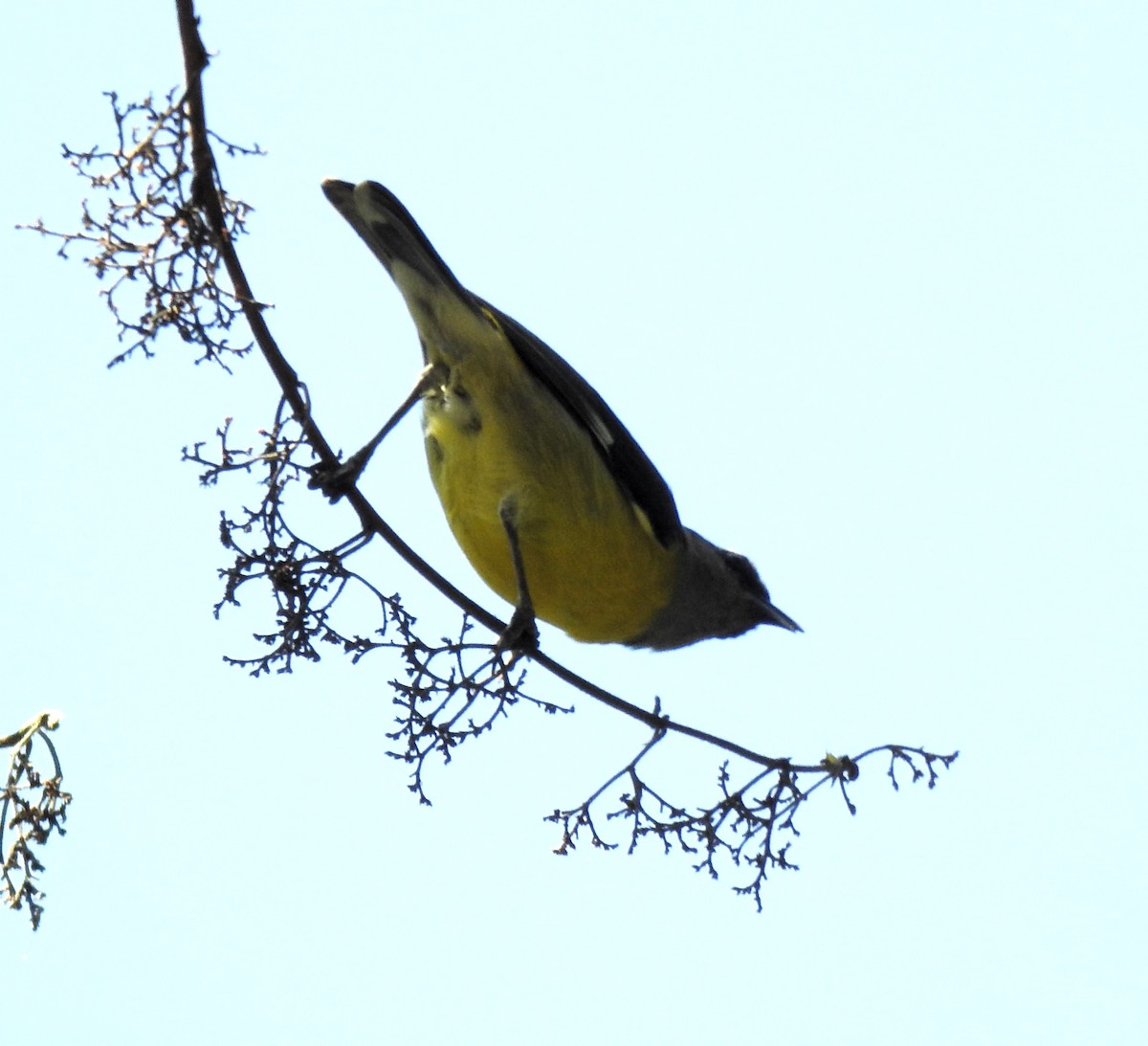 Lesser Goldfinch - ML623960676