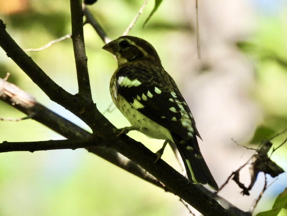 Rose-breasted Grosbeak - ML623960677