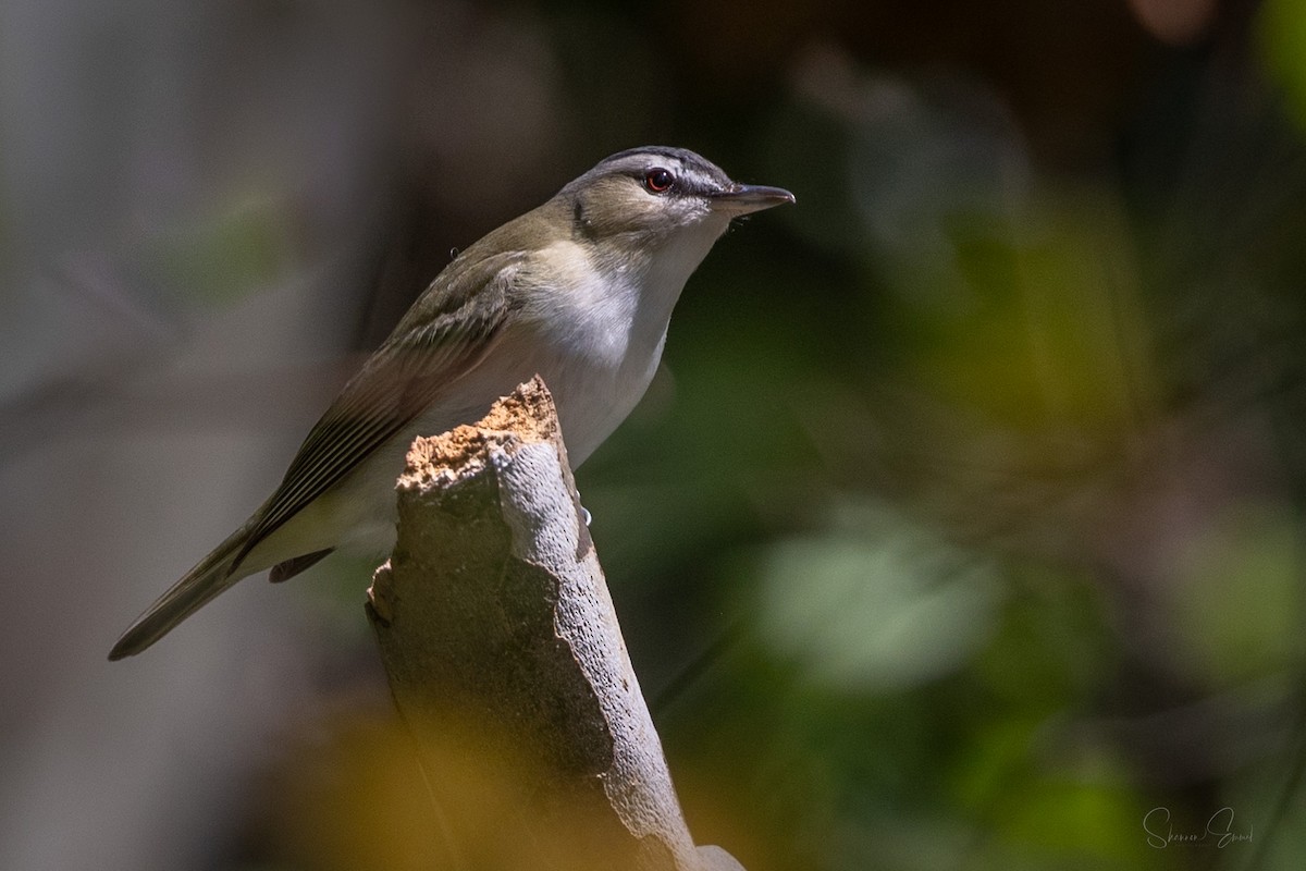 Kızıl Gözlü Vireo - ML623960678