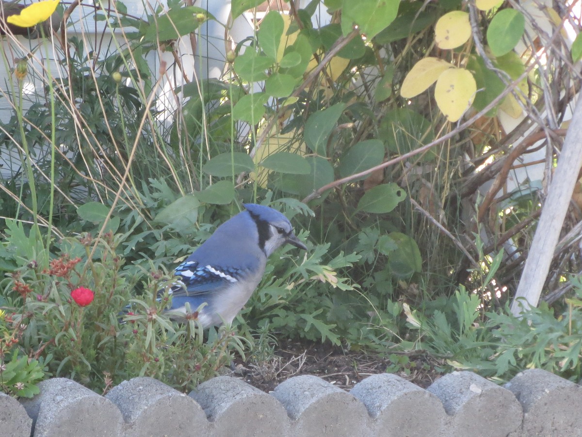 Blue Jay - ML623960679