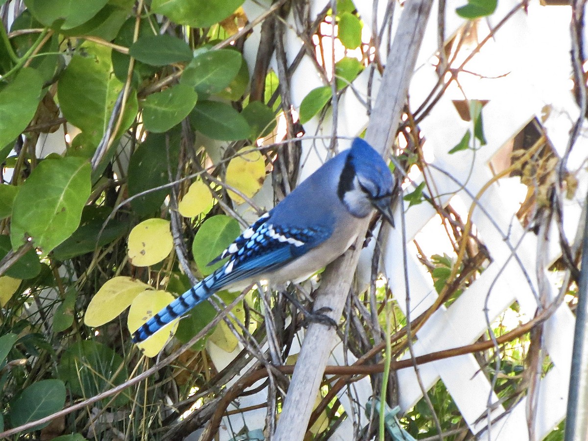 Blue Jay - ML623960680