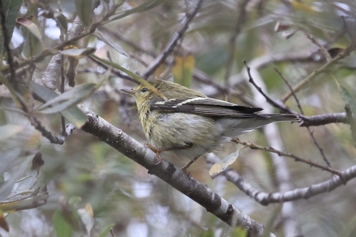 Blackpoll Warbler - ML623960685