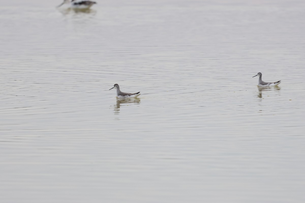 Phalarope de Wilson - ML623960690