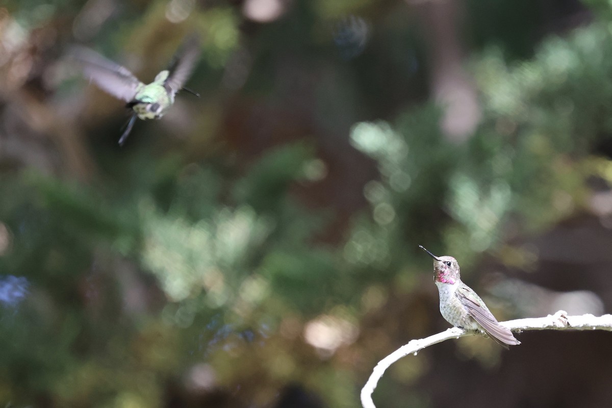 Anna's Hummingbird - ML623960696