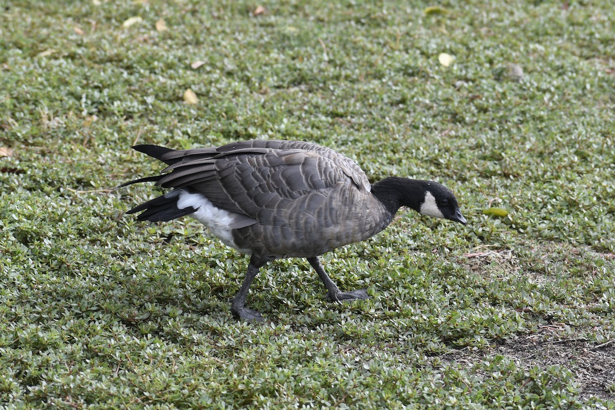 Cackling Goose - ML623960698