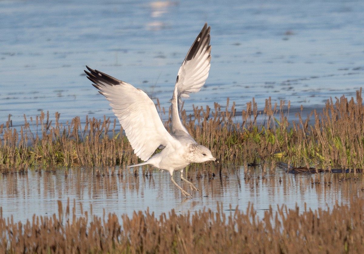 Ring-billed Gull - ML623960700