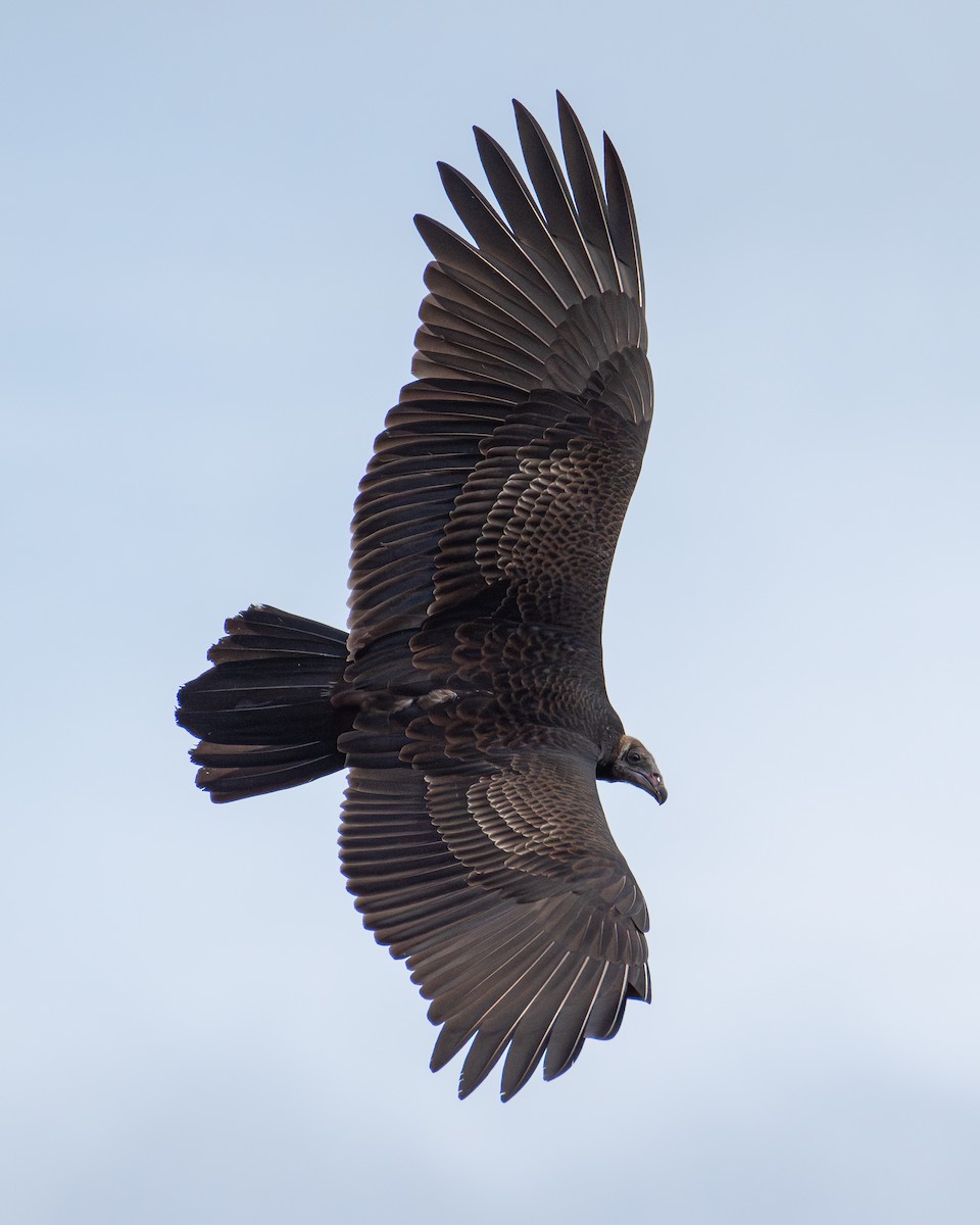 Turkey Vulture - ML623960702