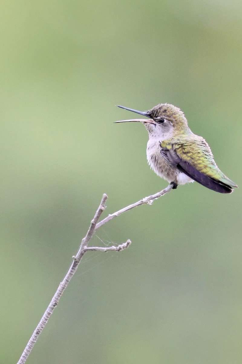 Anna's Hummingbird - ML623960705