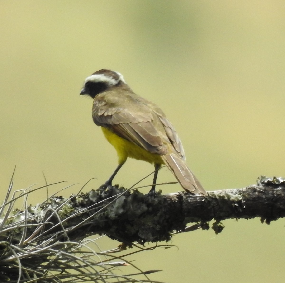 Rusty-margined Flycatcher - ML623960712