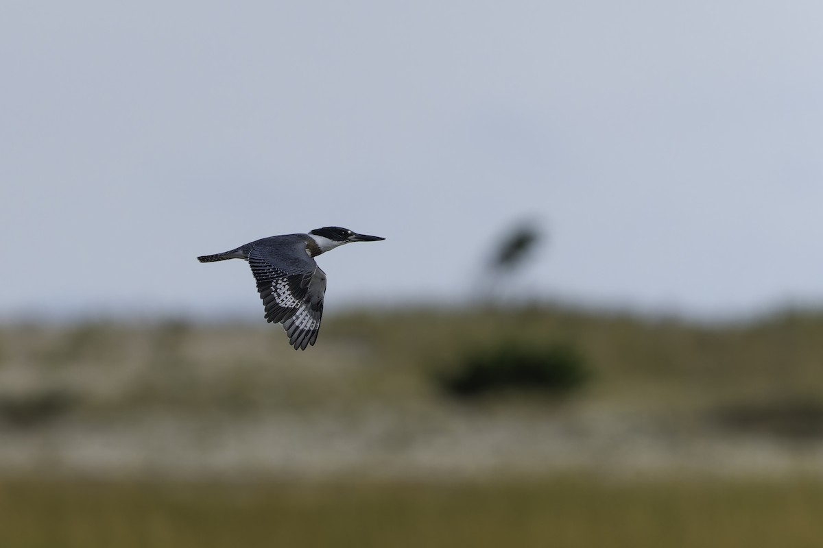 Belted Kingfisher - ML623960714