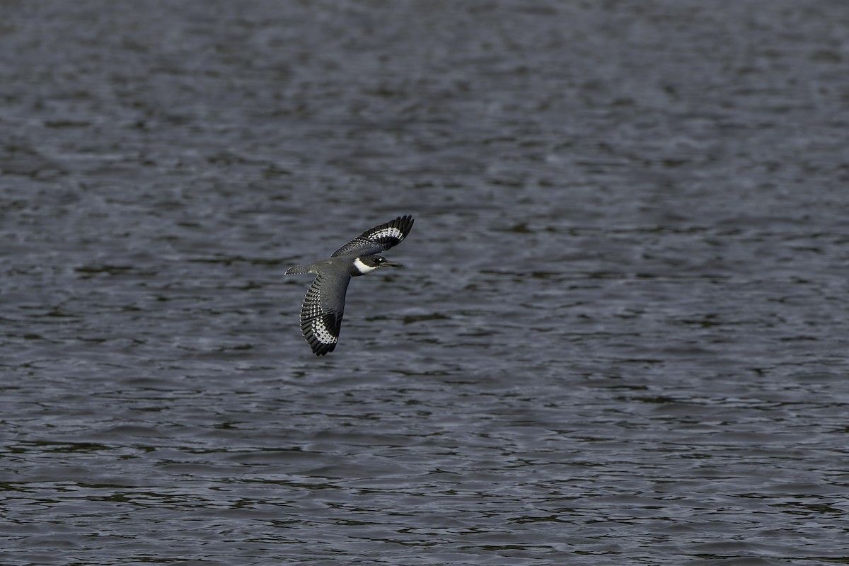 Belted Kingfisher - ML623960715