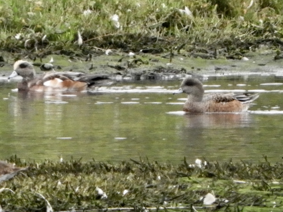 American Wigeon - ML623960716