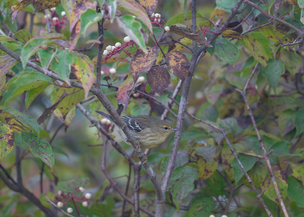 Blackpoll Warbler - ML623960717