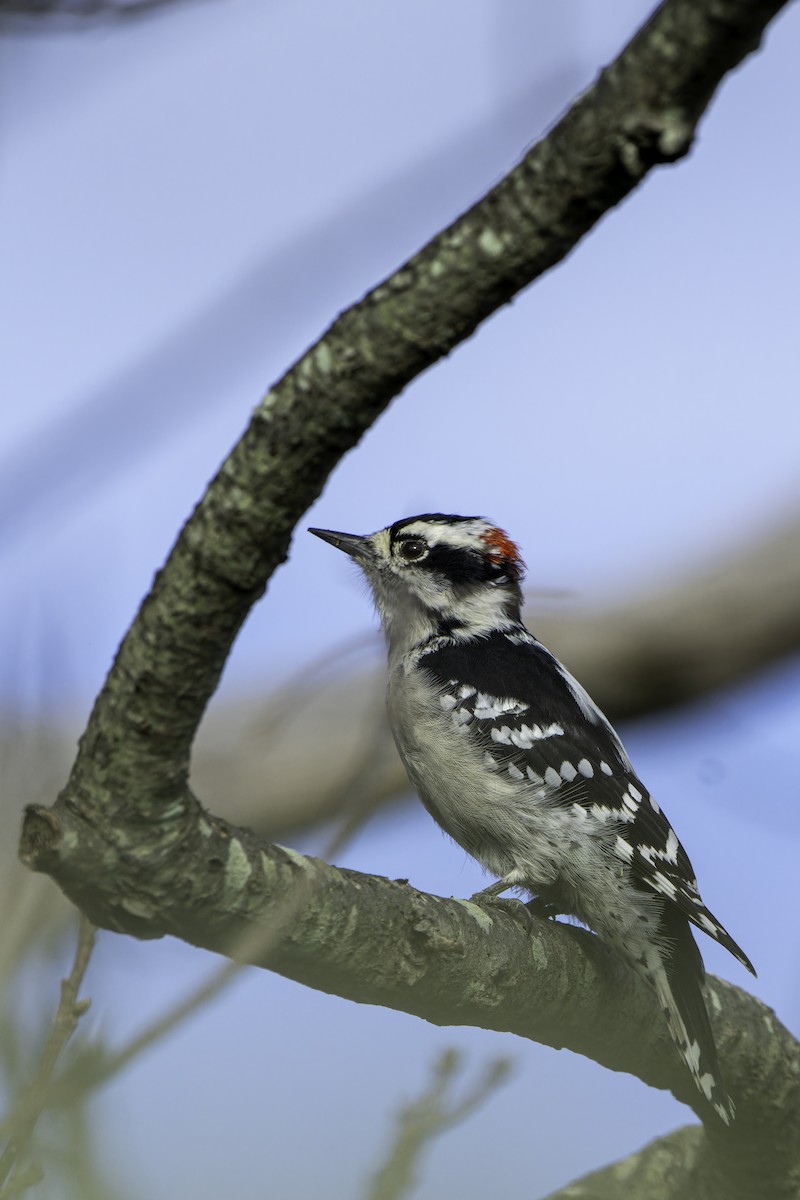 Downy Woodpecker - ML623960718