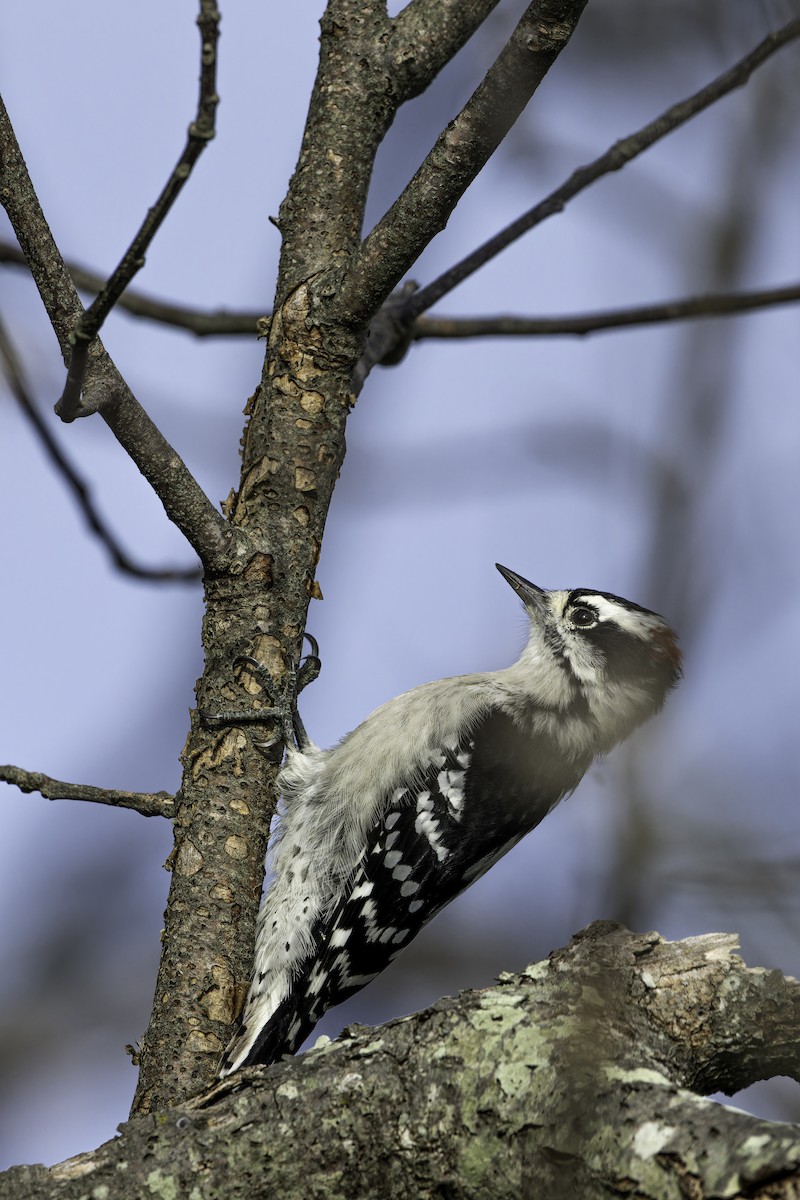 Downy Woodpecker - ML623960719