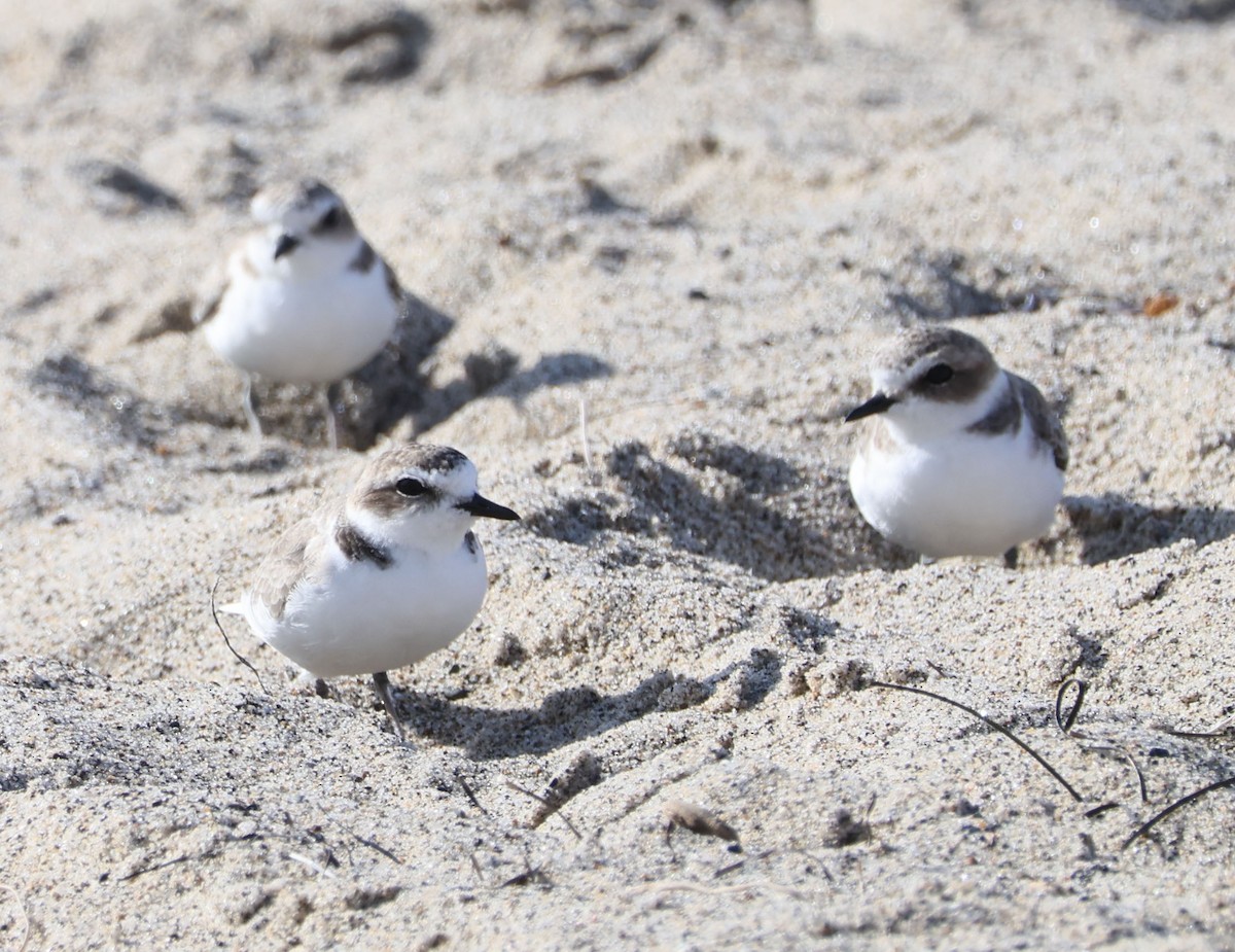 Snowy Plover - ML623960720