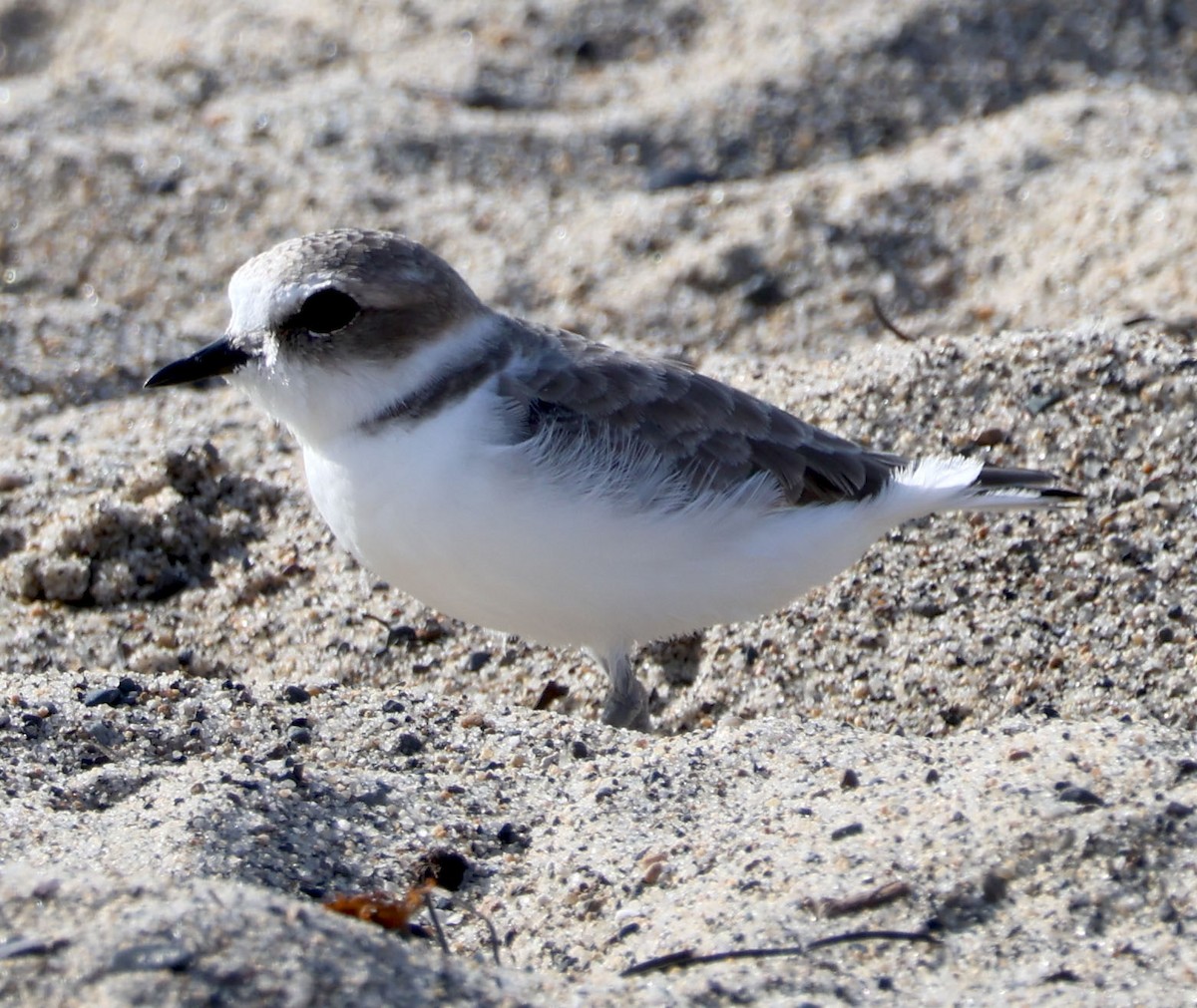 Snowy Plover - ML623960721