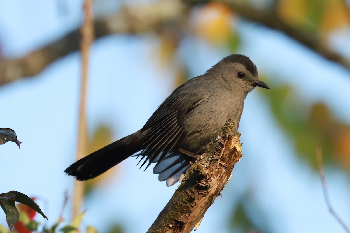 Gray Catbird - ML623960722