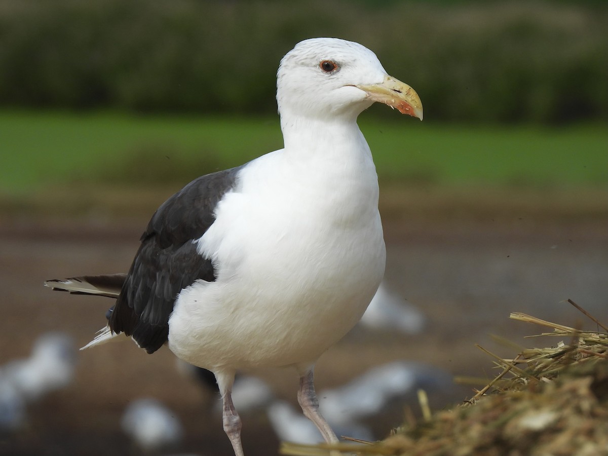 Great Black-backed Gull - ML623960723