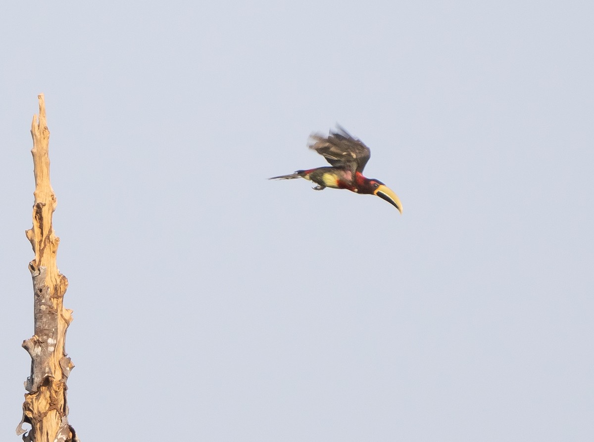 Red-necked Aracari - ML623960726