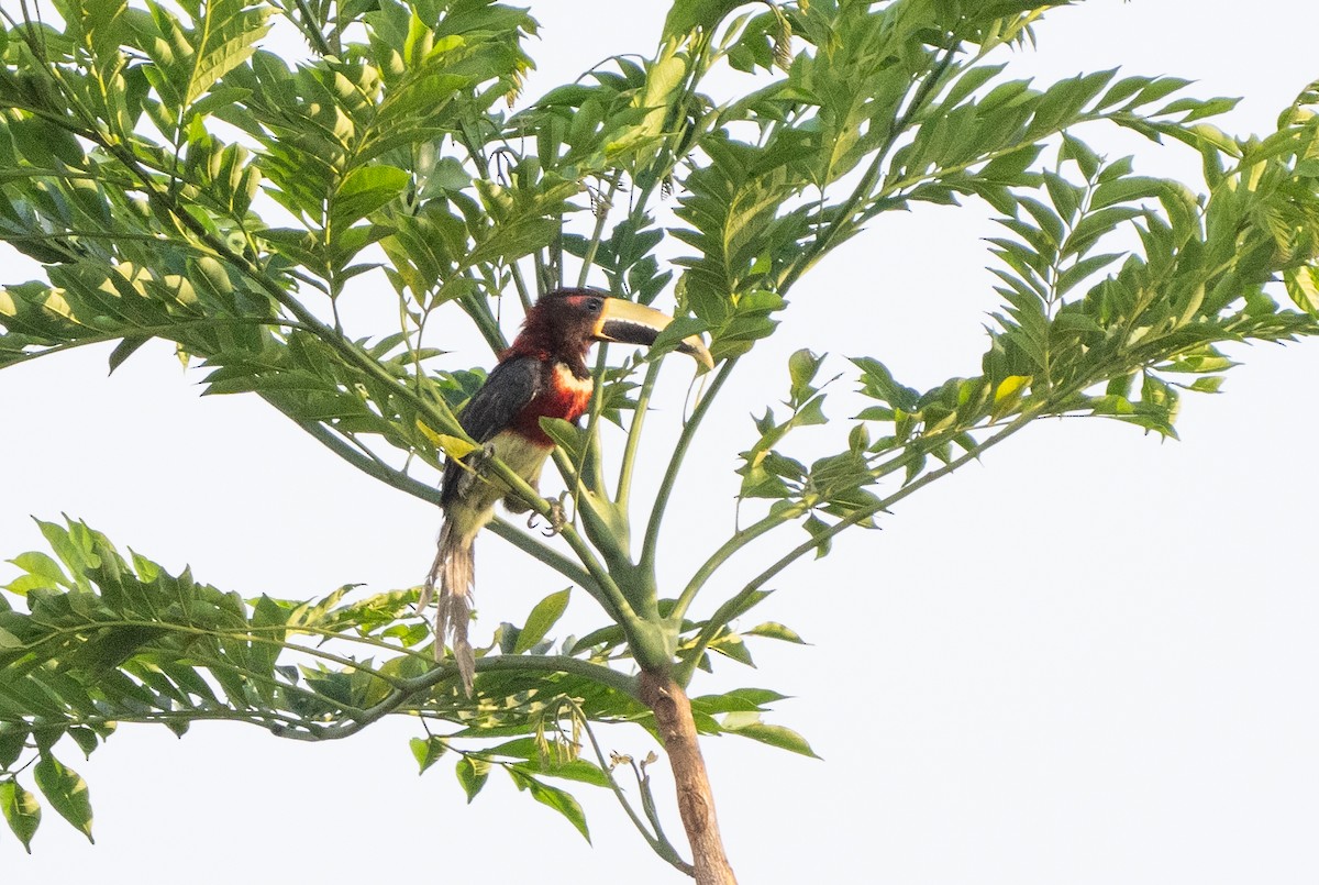 Red-necked Aracari - ML623960729