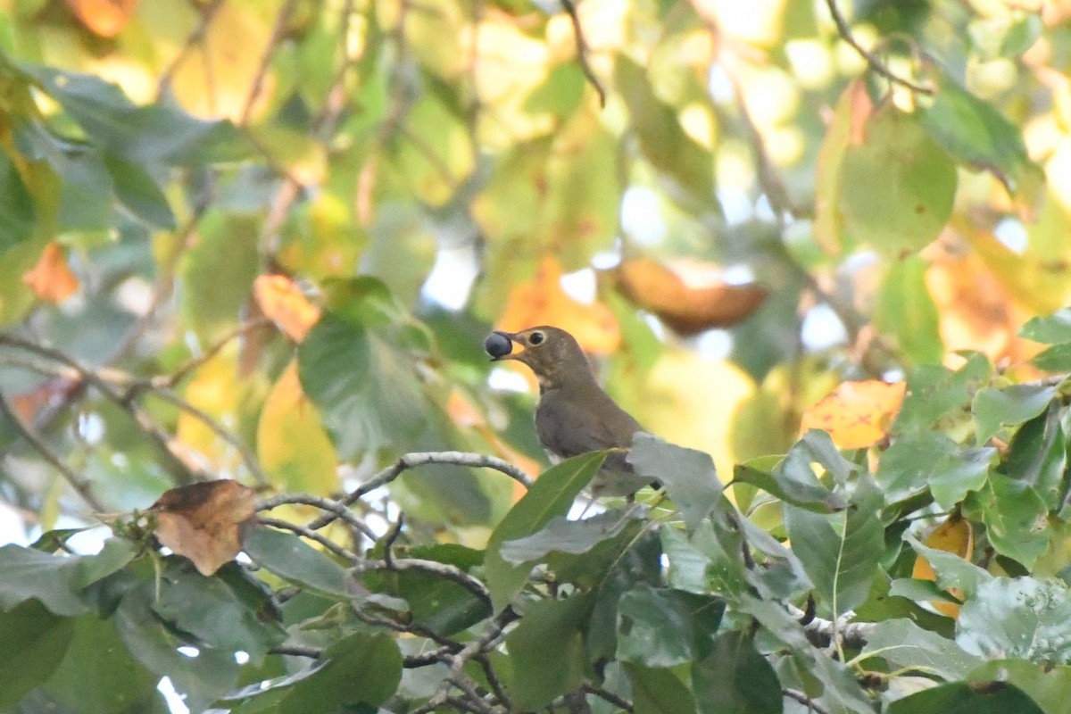 Swainson's Thrush - ML623960730