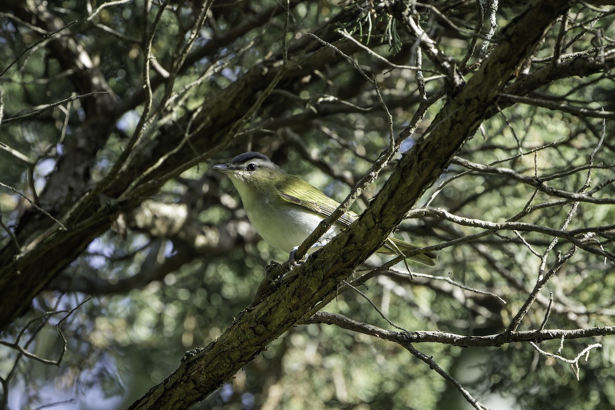 Rotaugenvireo - ML623960731